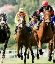 Horse Race Betting