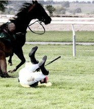 Laying bets on a Horse Racing System
